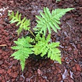 Sadleria cyatheoides